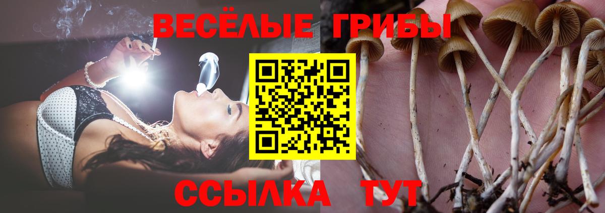 Псилоцибиновые грибы Psilocybe Надым
